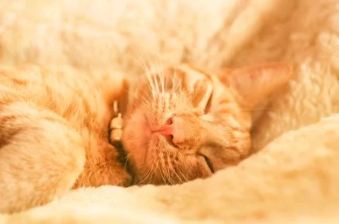 Cozy kitten Stock Photos