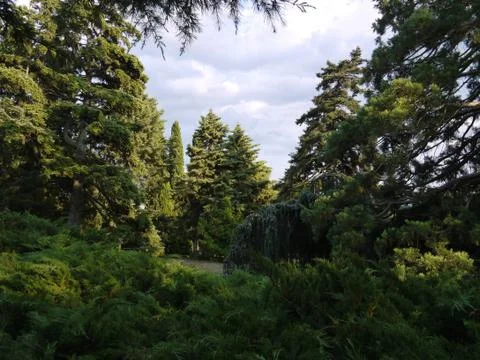 A cozy meadow in the middle of coniferous trees and green bushes in the walki Stock Photos