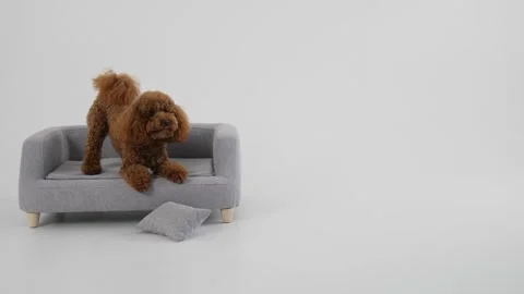 A Cozy Minimalist Sofa featuring a Soft Cushion designed for a Modern and Stock Footage 312254621