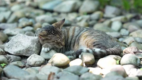 A cozy nap by a stray tabby cat in The Putuo Mountains (4K) Stock Footage 346656374