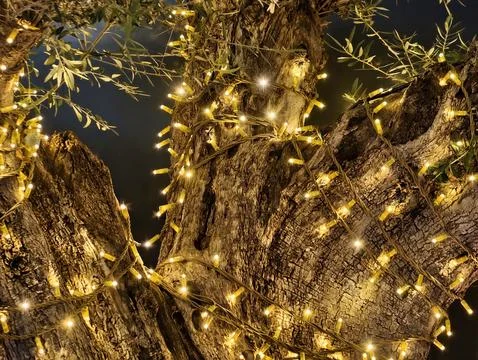 Cozy Nighttime Setting With Gnarled Tree Illuminated By Tiny Fairy Bulbs Along Stock Photos