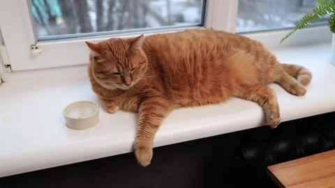 Cozy orange cat relaxing on a windowsill, enjoying a peaceful moment indoors Stock Footage 338433554