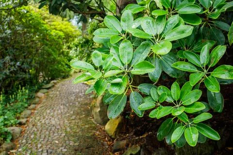 Cozy path in spring garden and wet tree leaves after the rain close up with.. Foto stock
