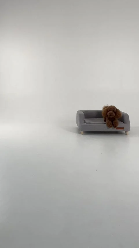 A Cozy Pet Space Featuring a Soft Gray Bed Accompanied by a Playful Dog Happy Stock Footage 305376500