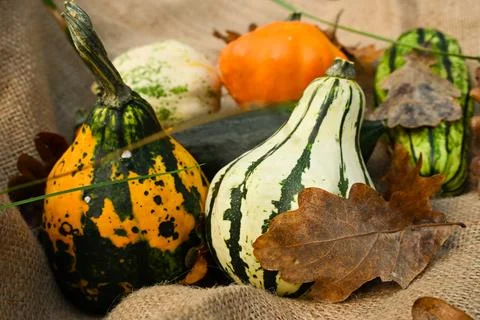 Cozy rustic fall background with orange pumpkins, ornamental squash Stock Photos