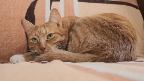 A cozy scene of a cat resting peacefully on a bed, capturing its calm Stock Footage 285436628