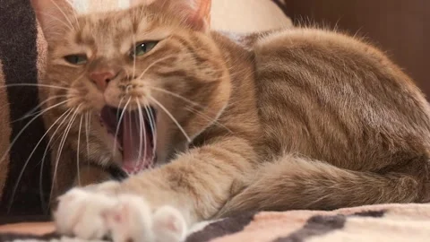 A cozy scene of a cat sleeping on a blanket, peaceful and playful Stock Footage 285436627