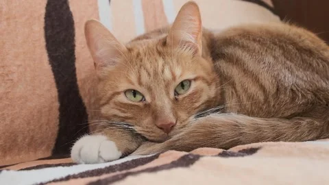 A cozy scene of a cat sleeping on a blanket, peaceful and playful Stock Footage 285436629