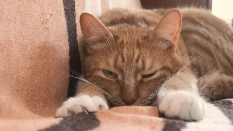 A cozy scene of a cat sleeping on a blanket, peaceful and playful Stock Footage 285436639