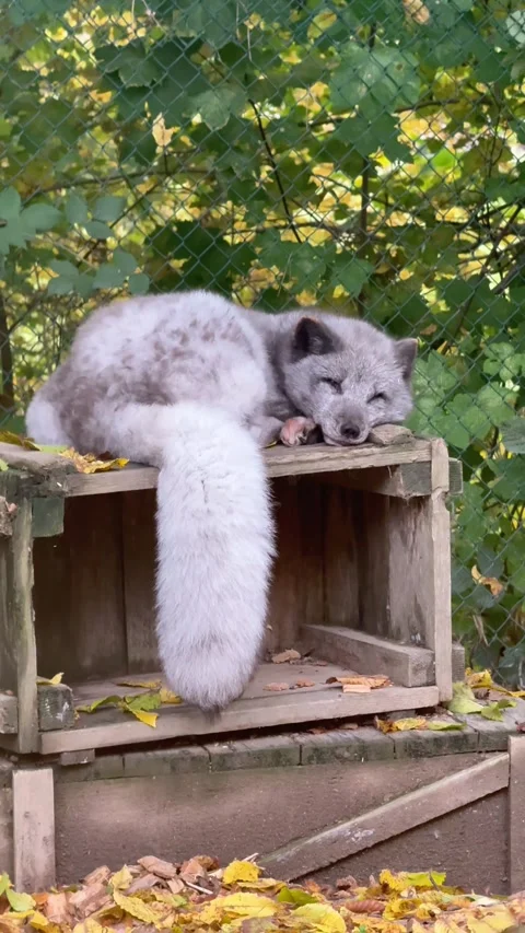 Cozy scene with fox and fall foliage. Peaceful white fox lying on wooden box Stock Footage 327915956