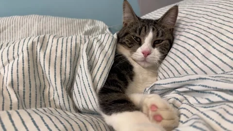 A cozy striped cat curls up on a soft dozing peacefully on the bed Video stock 331568618