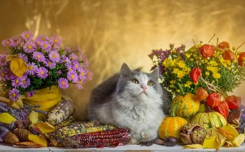 Cozy studio scene combines elegant pet portrait with abundant autumn floral.. Foto stock