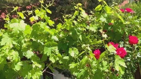 Cozy summer backyard nature background with blooming flowers, 4K footage Vídeo Stock 337318406