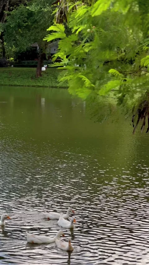 Cozy summer pond with ducks Stock Footage 341918138