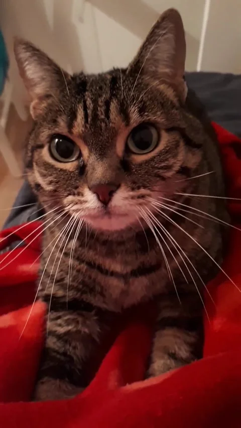 Cozy Tabby Cat Close Up Portrait Showing Whiskers, Expressive Eyes Video stock 332044367