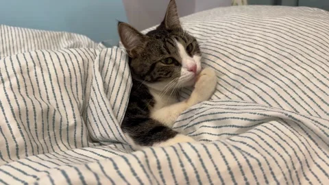 A cozy tabby cat is curled up on the bed under a soft 스톡 동영상 331570348