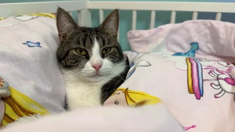 A cozy tabby cat, curled up under a soft, warm blanket Stock Footage 331569215