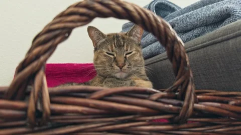Cozy tabby cat framed by a wicker basket handle Vídeos de archivo 335064424