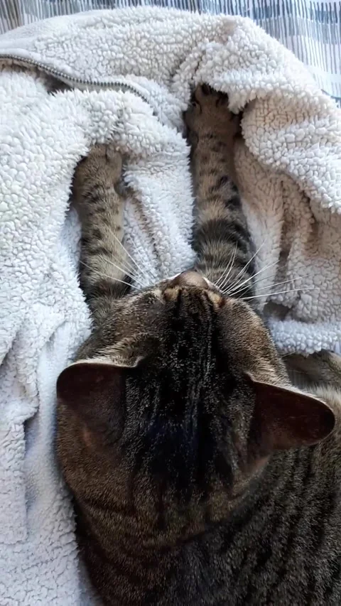 Cozy Tabby Cat Making Biscuits On Soft Blanket Stock Footage 332044372