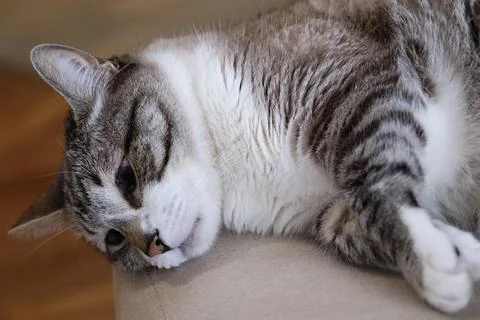 Cozy Tabby Cat Napping on Sofa Stock Photos