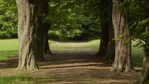 Cozy Walking Road under Big Trees in a Park. Stock-Footage 167044760