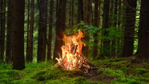 Cozy warm campfire in summer woods. Fire burning in spruce forest Stock Footage 335233465