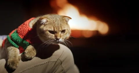 Cozy warm house: A ginger cat in pet clothes lies on the owner's lap. In the Stock Footage 251017003