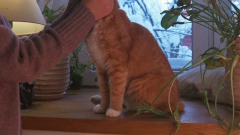 Cozy winter interior with warm light and snowy view outside the window. Close-up Stock Footage 328103482