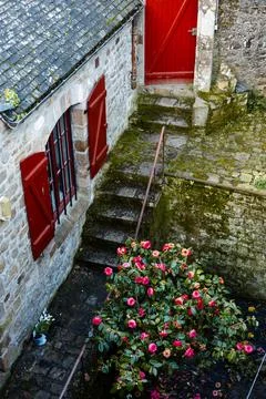 A cozy yard with a rose tree Stock Photos