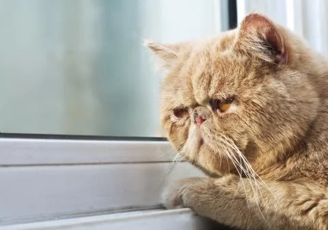 Cpa cat looking out through a window Stock Photos