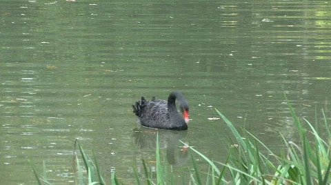 CPZ HD 02 Video stock 562237