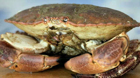 Crab 02 Stock Footage 490697
