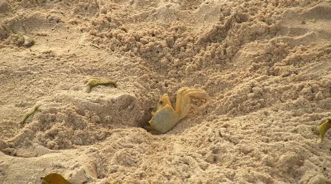 Crab 02 Stock Footage 645767