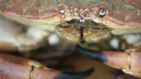 Crab 03 Stock Footage 490552