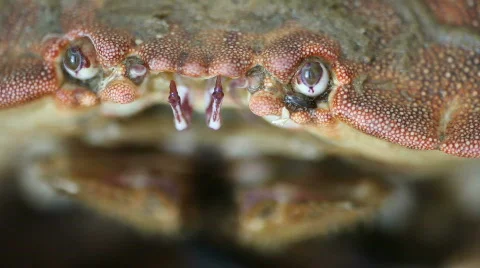 Crab 04 Stock Footage 490532