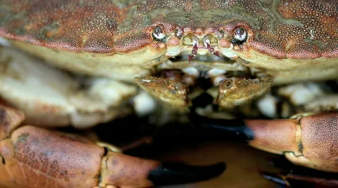 Crab 05 Stock Footage 490615