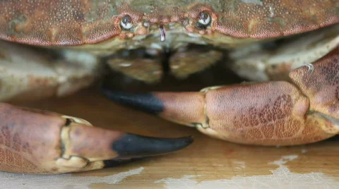 Crab 06 Stock Footage 490521