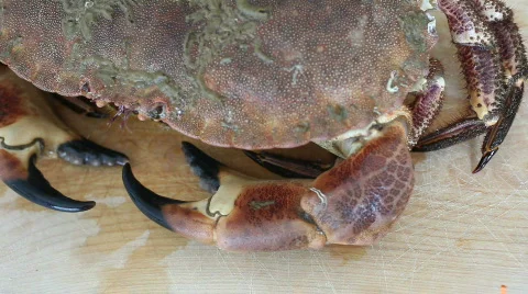 Crab 08 Stock Footage 490760