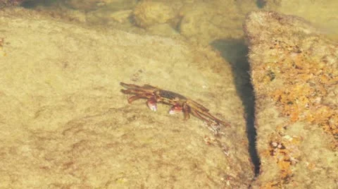 Crab 1 Video stock 10890346