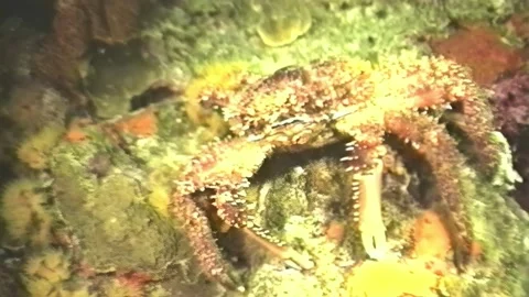 CRAB 1 Stock Footage 306532147