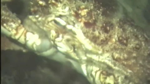 CRAB 3 Stock Footage 306533145