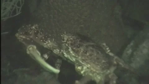 CRAB 4 Video stock 306531345