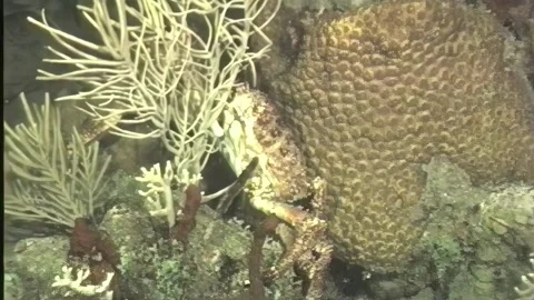 CRAB 5 Video stock 306531052