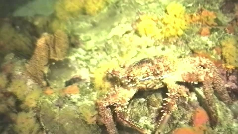 CRAB 6 Stock Footage 306530142