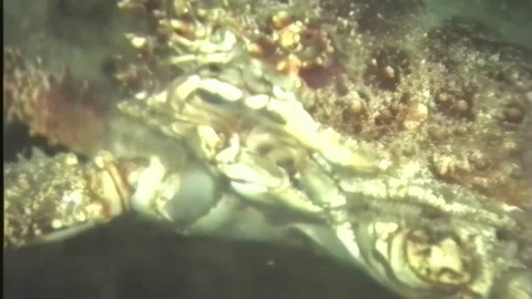 CRAB 7 Video stock 306494580