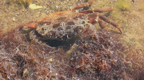 Crab in algae Stock Footage 49658426