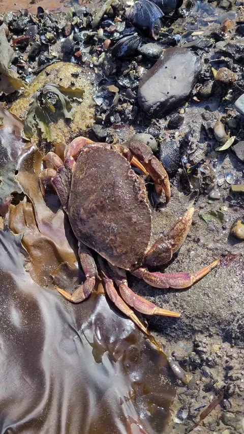 Crab among seashells exposed at low tide in vertical coastal footage Stock Footage 344751647