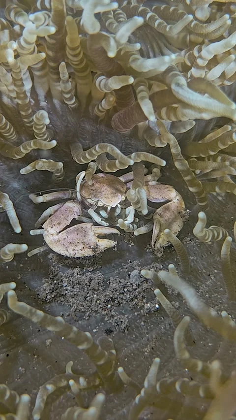 Crab among tentacles Stock Footage 343031957