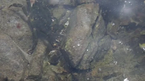 Crab and Frog Spawn Underwater in Shallow Stream Close-up Stock Footage 336470688