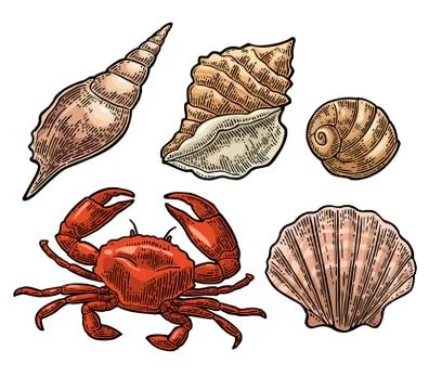 Crab and shell isolated on white background. Vector engraving Stock Illustration